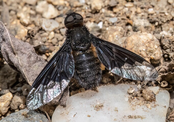 Close-up of Drone fly (Hemipenthes morio)
