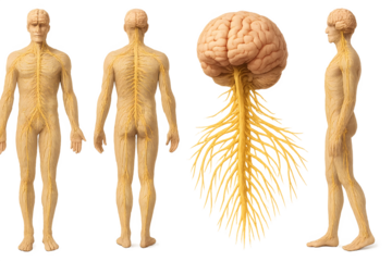 The image depicts a human figure with visible anatomical structures, highlighting the brain and nervous system. Concept Anatomical Illustration, Human Figure Anatomy, Brain Anatomy