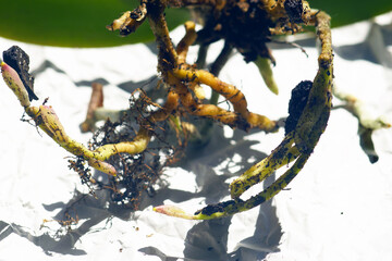 Phalaenopsis resuscitation: weak and damaged roots photographed close-up. Orchid care: plant...
