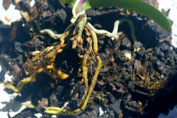 Resuscitation of a weak orchid: a phalaenopsis prepared for treatment and replanting with three...