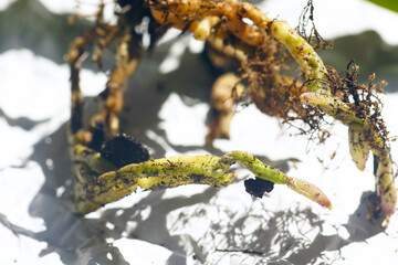 Healthy orchid roots illuminated by sunlight. Close-up of a gardener's work in orange: the root system of a phalaenopsis prepared for transplantation after flowering. Floriculture: care of epiphytes.