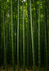 Photo Of Dense Green Bamboo Forest With Sunlight Penetrating Through