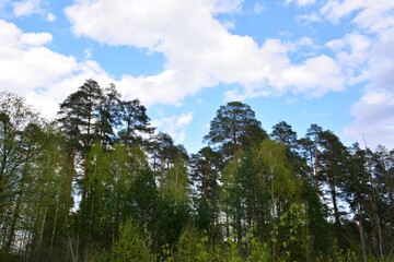 Forest trees reaching for the sky under a cloudy bright sky