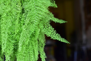 fern leaf in the forest, green fern leaves, Close up shot of fern green leaves