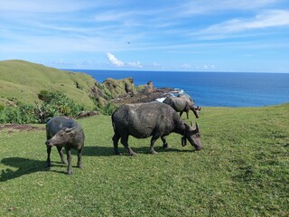 Buffalos in the field