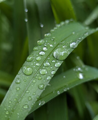 Spring raindrops that remain on broad or tall leaves of plants for some time. Wild or ornamental flowers that nourish the plant during the spring, active growth of the crop
