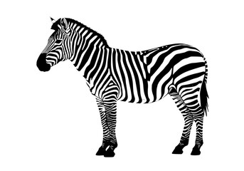 Fototapeta premium Stylized vector image of a zebra standing in profile. Clean black and white illustration suitable for wildlife themes, safari designs, or educational content.
