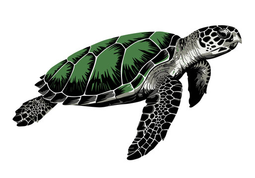 Highly detailed vector illustration of a green sea turtle. Ideal for marine biology, conservation themes, ocean wildlife designs, and educational use.