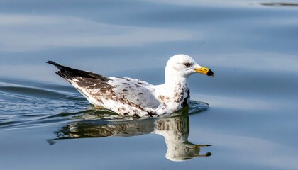 Seagull swimming gracefully on calm water, reflecting its image as it navigates the serene environment