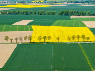 Aerial drone view of beautiful yellow fields rapeseed.Village country farming shapes in fields....