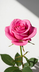 Photo Pink Rose Bloom on White Background Natural Light