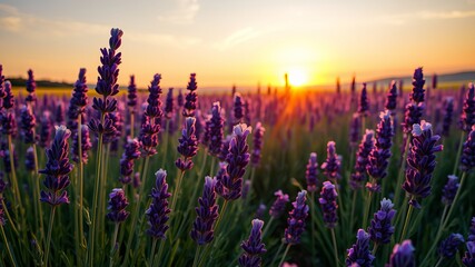 A breathtaking sunset illuminates a vast field of vibrant purple lavender flowers at golden hour.