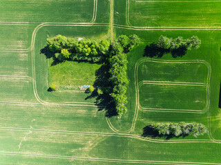 Aerial drone view of beautiful yellow fields rapeseed.Village country farming shapes in fields....