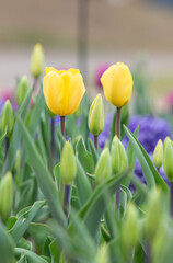 Yellow garden tulips blooming in the park garden.