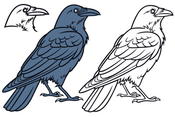 76 Cartoon crows, side-by-side comparison, black and white outline, colored illustration, corvid anatomy, detailed feathers, sharp beaks, intelligent eyes, perched birds, educational diagram, ornithol