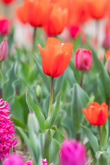 Red garden tulips blooming in the park garden.