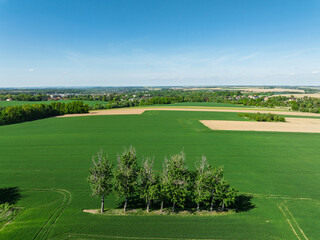 Aerial drone view of beautiful yellow fields rapeseed.Village country farming shapes in fields....