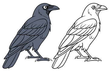 76 Cartoon crows, side-by-side comparison, black and white outline, colored illustration, corvid anatomy, detailed feathers, sharp beaks, intelligent eyes, perched birds, educational diagram, ornithol
