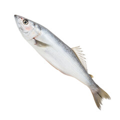 Obraz premium Fresh Whole Fish Isolated on White Background