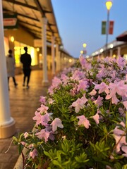 夕暮れに咲くピンクのツツジの花1