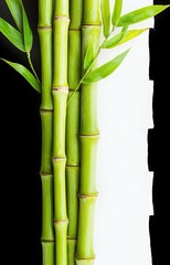 Obraz premium bamboo