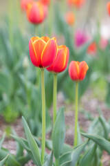 In a park garden, I discovered garden tulips with red petals bordered by yellow.