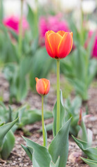 In a park garden, I discovered garden tulips with red petals bordered by yellow.
