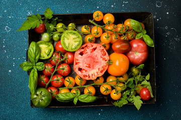 Fresh colored organic tomatoes. A set of tomatoes on a tray. Top view.