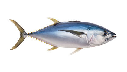 Fototapeta premium Bluefin Tuna Swimming in Clear Water