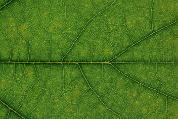 Part of green leaves. Macro Photo Of Natural Green Leaf Pattern.