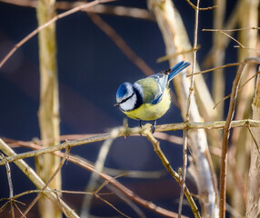 Blue Tit Bird