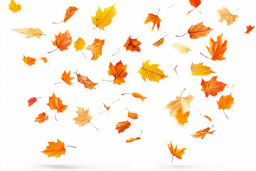 Falling Autumn Leaves Isolated on White Background.