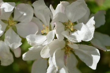 A stunning macro photograph showcasing the pristine beauty of white apple blossoms in full bloom.