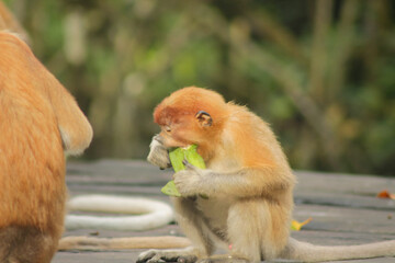 Proboscis Monkey, Nasalis Larvatus or long-nosed monkey, known as the bekantan	
