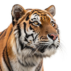Fototapeta premium bengal tiger head face shot isolated on white background, PNG