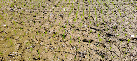 Rice seedlings in a paddy field growing racked and dry soil in arid areas landscape 