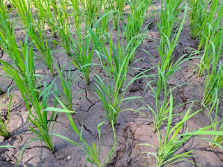 Rice seedlings in a paddy field growing racked and dry soil in arid areas landscape	
