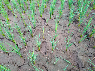 Rice seedlings in a paddy field growing racked and dry soil in arid areas landscape	
