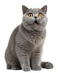 Obraz premium british shorthair cat looking surprised isolated on white background, PNG