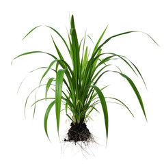 Fototapeta premium green grass isolated on white background