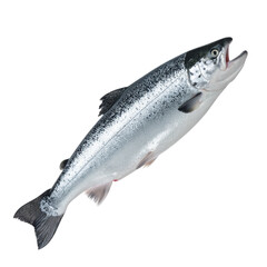 Obraz premium fish on white background