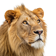 Naklejka premium close up of a lion face isolated on white background, PNG