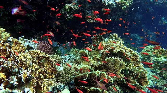Colorful fishes swimming around beautiful corals in a tropical sea