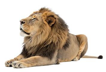 Obraz premium male lion lying down isolated on white background, PNG