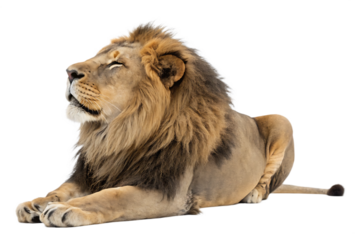 male lion lying down isolated on white background, PNG