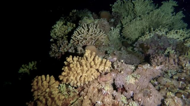 Diving by night - Swimming above beautiful corals with the darkness in background - Egypt Red Sea - BDE