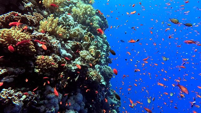 In the middle of colorful fishes and beautiful corals Egypt Red Sea