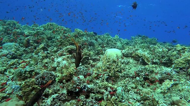 Looking at corals and fishes in a tropical sea - Egypt Red Sea - BDE