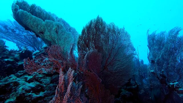 Gorgons in the deep blue from below - Egypt Red Sea