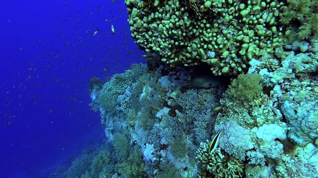 Moray eel hidden in a beautiful coral reef full of colorful fishes - Egypt Red Sea - BDE